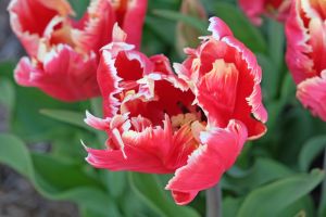 Tulip Parrot - Dee Jay Parrot